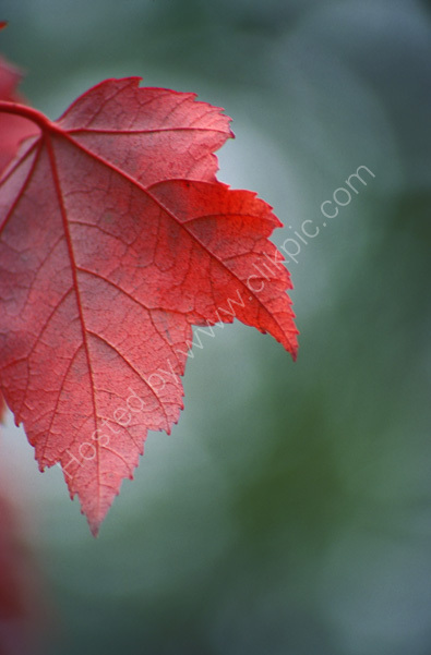 Red Leaf